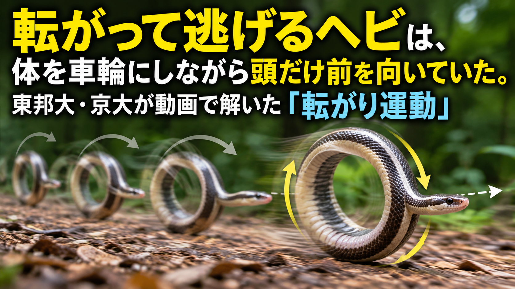 転がって逃げるヘビは、体を車輪にしながら頭だけ前を向いていた。東邦大・京大が動画で解いた「転がり運動」