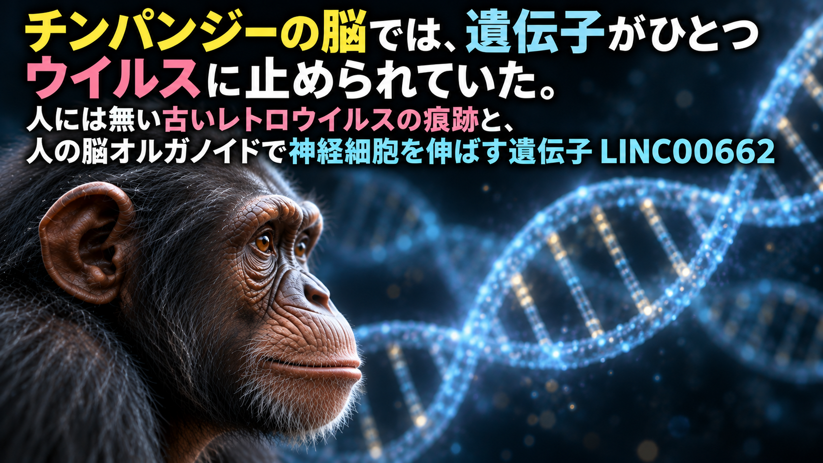 チンパンジーの脳では、遺伝子がひとつウイルスに止められていた。人には無い古いレトロウイルスの痕跡と、人の脳オルガノイドで神経細胞を伸ばす遺伝子 LINC00662
