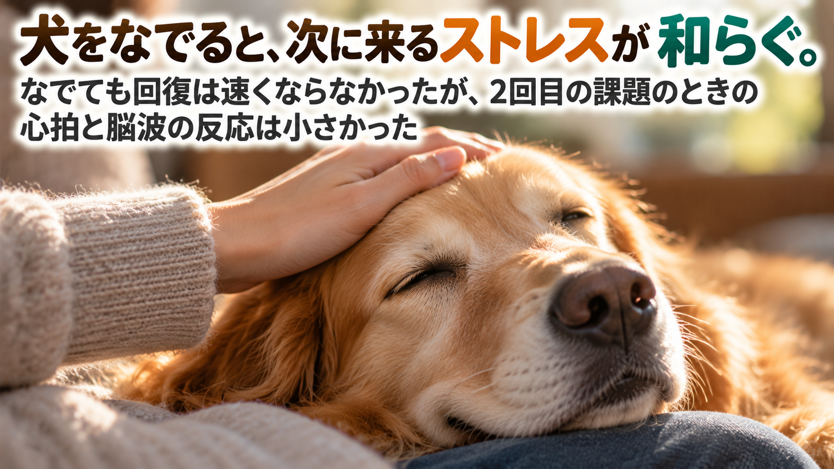 犬をなでると、次に来るストレスが和らぐ。なでても回復は速くならなかったが、2回目の課題のときの心拍と脳波の反応は小さかった